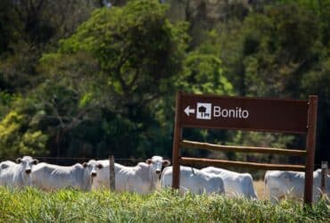 Bonito 8 Bonito 8
