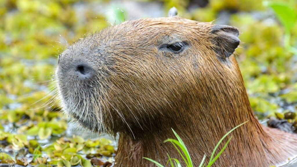 Capivara Capivara