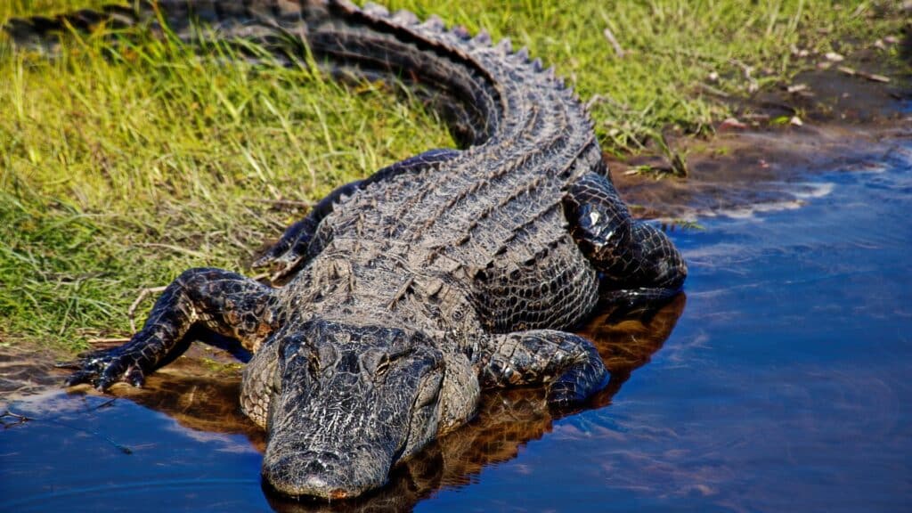 Jacare do pantanal Jacare do pantanal