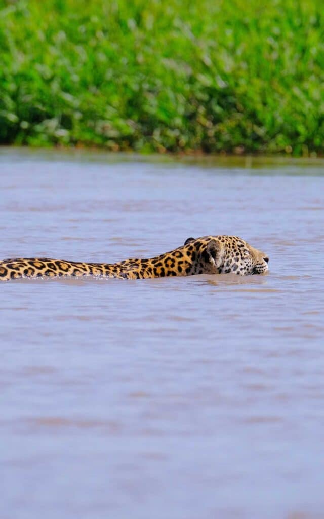 Onca pintada 1 Safari no Pantanal