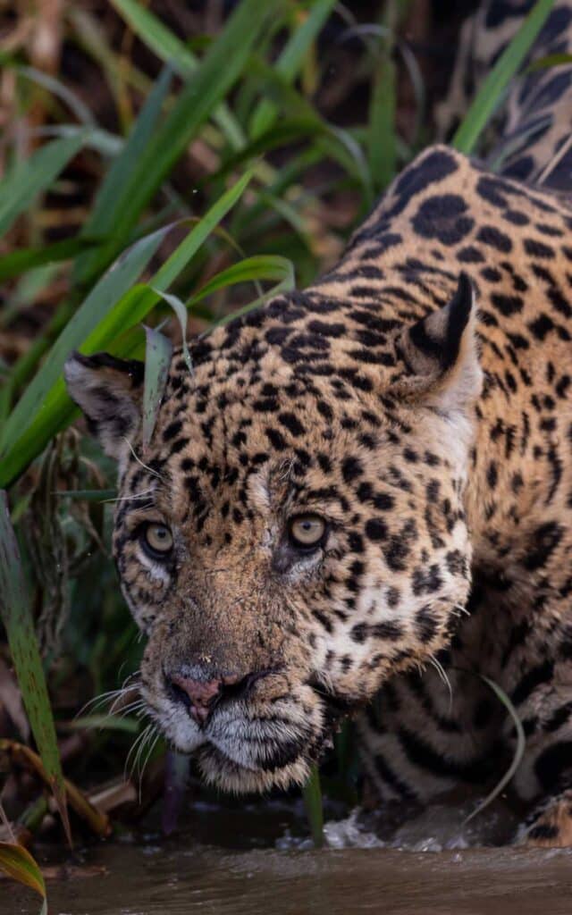 Onca pintada Onca pintada