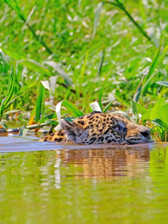 cropped Onca pintada 2 cropped-Onca-pintada-2.jpg