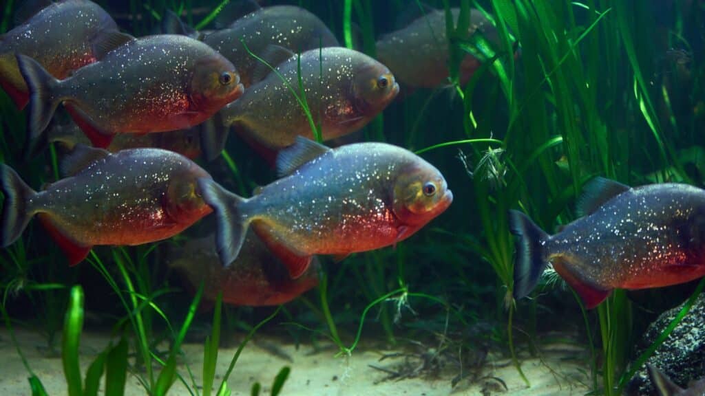 peixe piranha peixe piranha