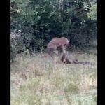 Píton e leopardo travam épica batalha em meio a savana