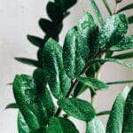 Plantas que Amam a Sombra!