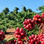 Alta do dólar sustenta cotações domésticas do café, apesar de baixas externas