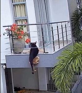 O momento de susto terminou em alívio e rendeu milhares de compartilhamentos nas redes sociais, mostrando como o instinto protetor dos tutores faz toda a diferença.