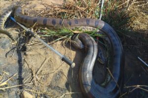 Animal de mais de 100 quilos foi resgatado pela 13ª Companhia Militar do Corpo de Bombeiros e devolvido ao habitat natural; seca aumenta ocorrências com animais silvestres.