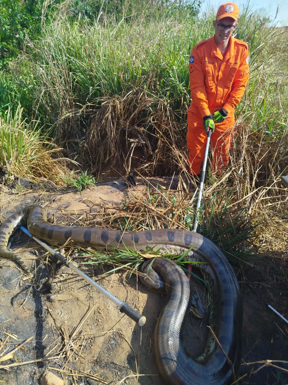 Animal de mais de 100 quilos foi resgatado pela 13ª Companhia Militar do Corpo de Bombeiros e devolvido ao habitat natural; seca aumenta ocorrências com animais silvestres.