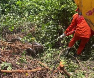 Animal estava no local há cerca de 10 dias e foi retirado após orientação técnica da Sema e de veterinários. Moradores chegaram a ameaçar matar a serpente, mas situação foi controlada.
