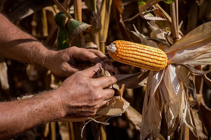 Egito vira 2º destino das exportações de Mato Grosso