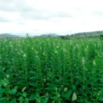 Gergelim em Mato Grosso se consolida como segunda safra