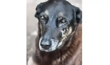 Hospital veterinário municipal passa a atender 24 horas em São Paulo