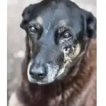 Maus-tratos: PM depõe por morte de cachorro comunitário em São Paulo