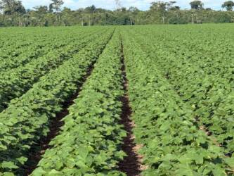 Agronegócio de Mato Grosso amplia comercialização da soja e projeta safra recorde de milho, aponta ImeaGUIMARÃES (6)