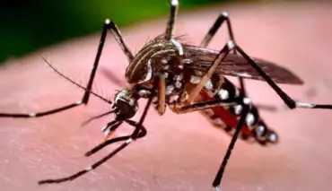 Secretaria de Saúde investiga duas mortes por suspeita de dengue