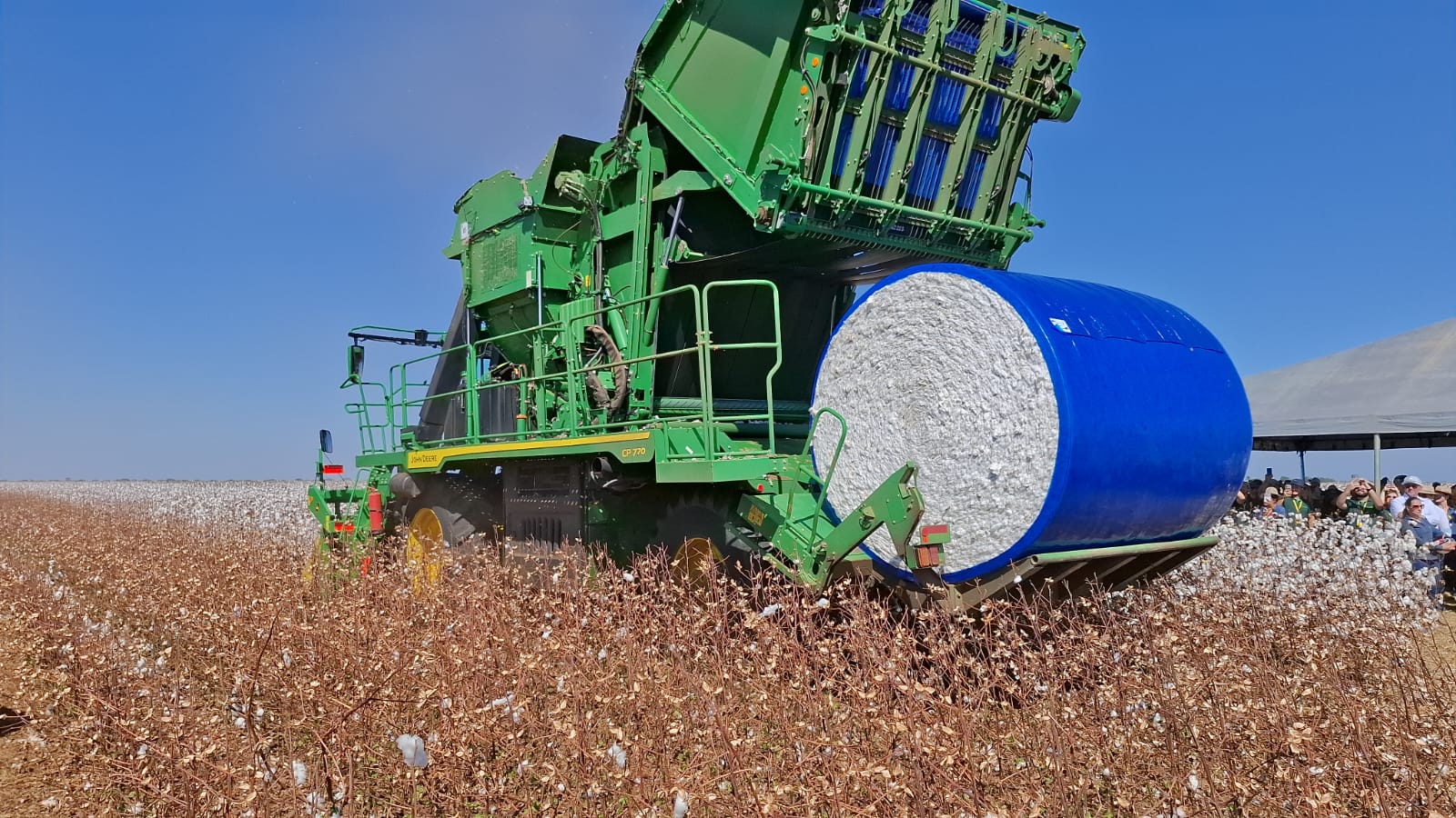 Mato Grosso caminha para recorde de produtividade do algodão, apesar da redução da área plantada