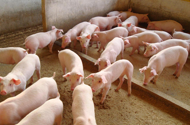 Cotações do suíno vivo têm movimentos distintos neste início de mês