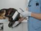 Inteligência artificial chega aos exames de cães e gatos