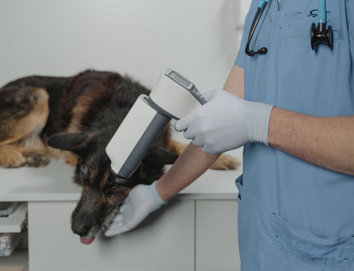 Inteligência artificial chega aos exames de cães e gatos   Pexels (2)