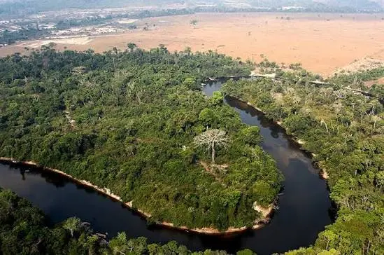 A busca pela regularização ambiental e segurança jurídica nas propriedades rurais ganhou novos contornos com as recentes interpretações do Supremo Tribunal Federal (STF) sobre o Código Florestal.