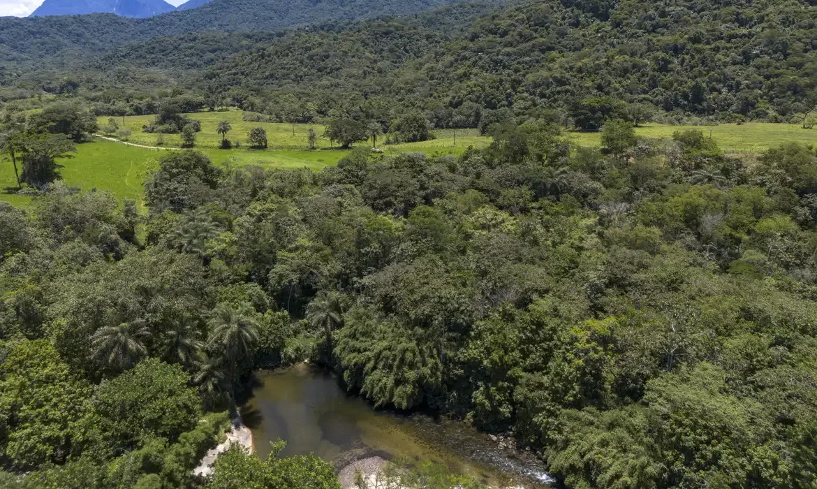Vegetação nativa fragmentada no Brasil cai 43% em 38 anos