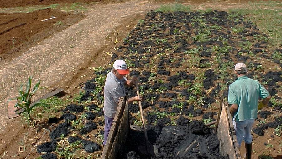 Embrapa desenvolve fertilizante de liberação lenta a partir de lodo do tratamento de água. Testes indicam maior eficiência no uso de nutrientes
