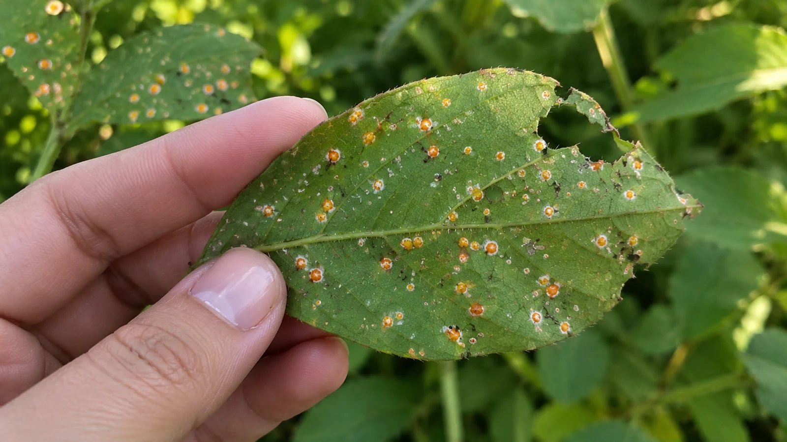 Regiões estratégicas de soja deverão ter pressão forte de mosca-branca sob El Niño, dizem agrônomos e pesquisadores