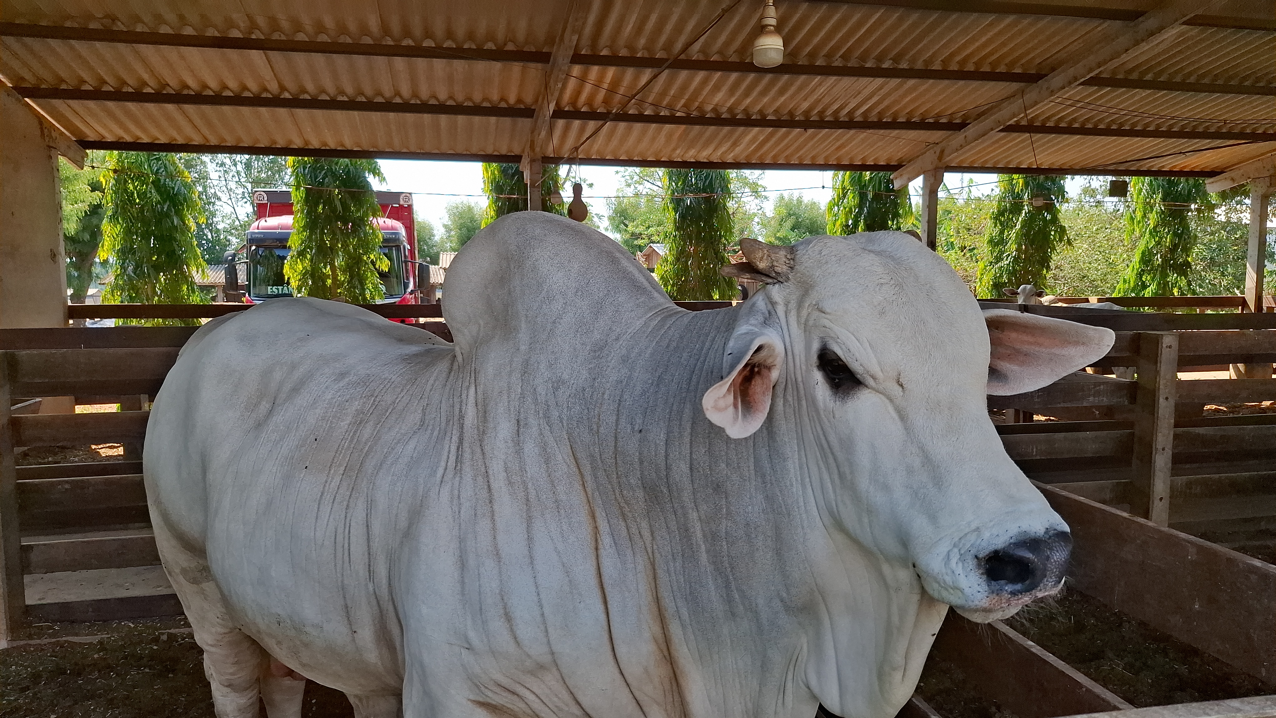Em Mato Grosso, polo estratégico do agronegócio, o avanço da tecnologia e o aperfeiçoamento constante do rebanho têm garantido a competitividade do setor