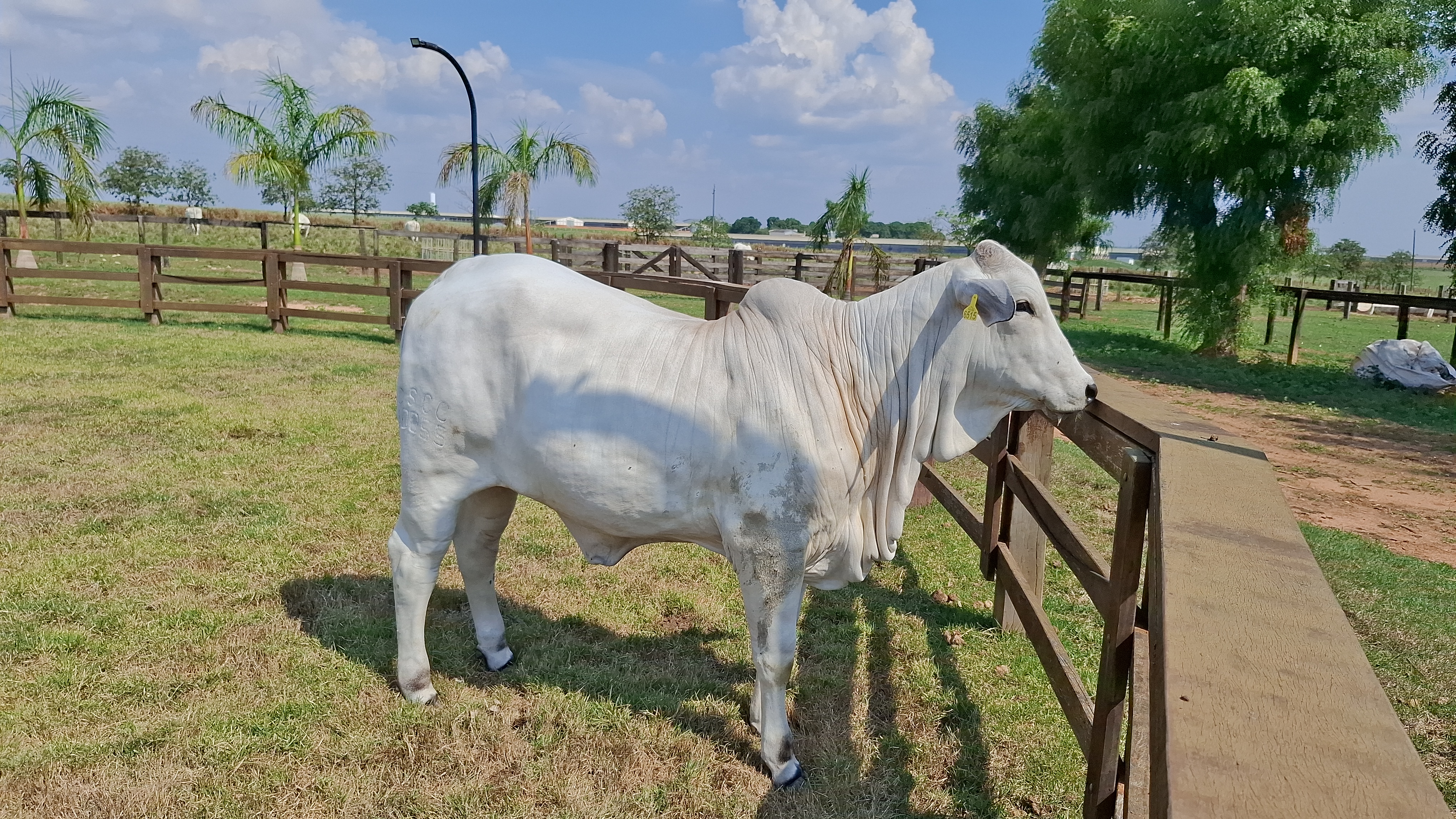 Líder isolado no rebanho bovino nacional, o estado tem se consolidado como referência internacional não apenas pelo volume de produção, mas pela busca constante por eficiência, agregação de valor e sustentabilidade em toda a cadeia produtiva da carne.