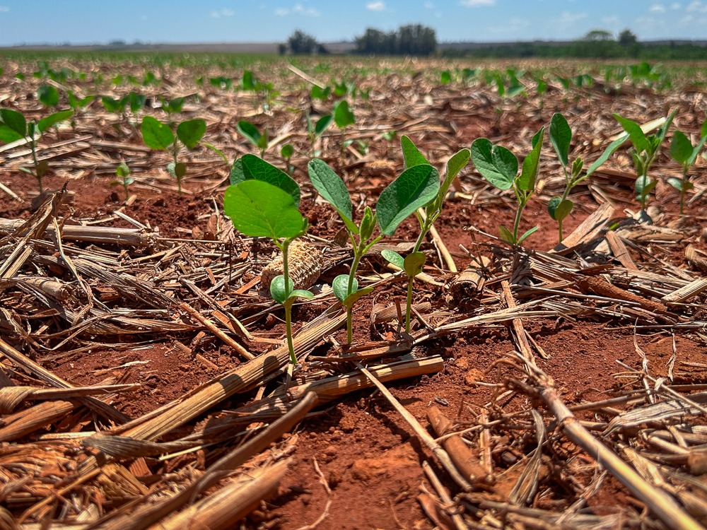 Plantio da soja chega a 75,81% da área em Mato Grosso, afirma Imea