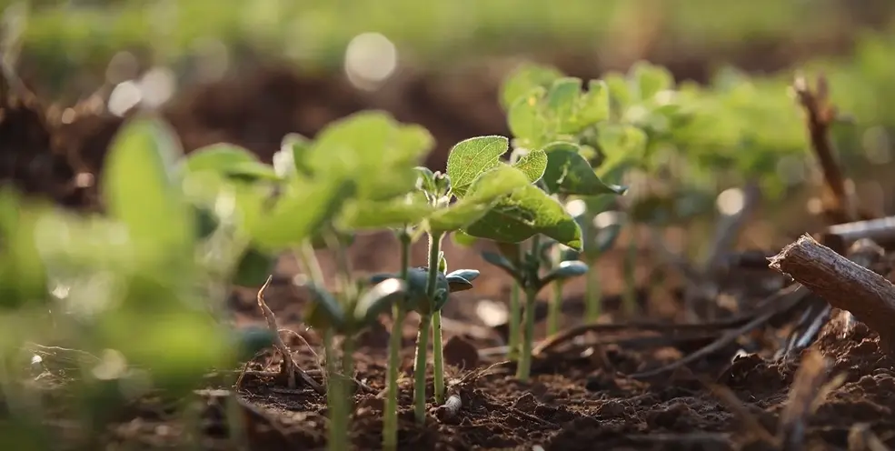 Manejo nos primeiros dias da soja é decisivo para preservar a produtividade em Mato Grosso
