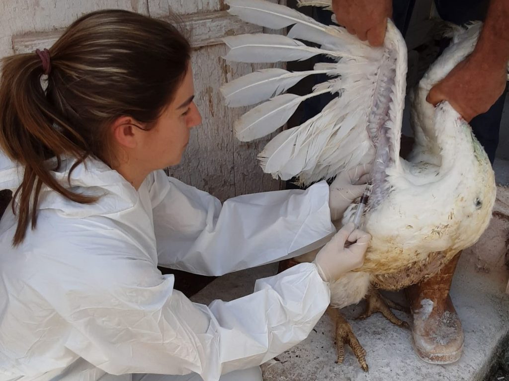 Equipes sanitárias vistoriaram propriedades rurais e reforçaram a fiscalização do transporte de aves e cargas após a confirmação de um foco da Doença de Newcastle em Nova Itaberaba / Foto: Divulgação / Cidasc