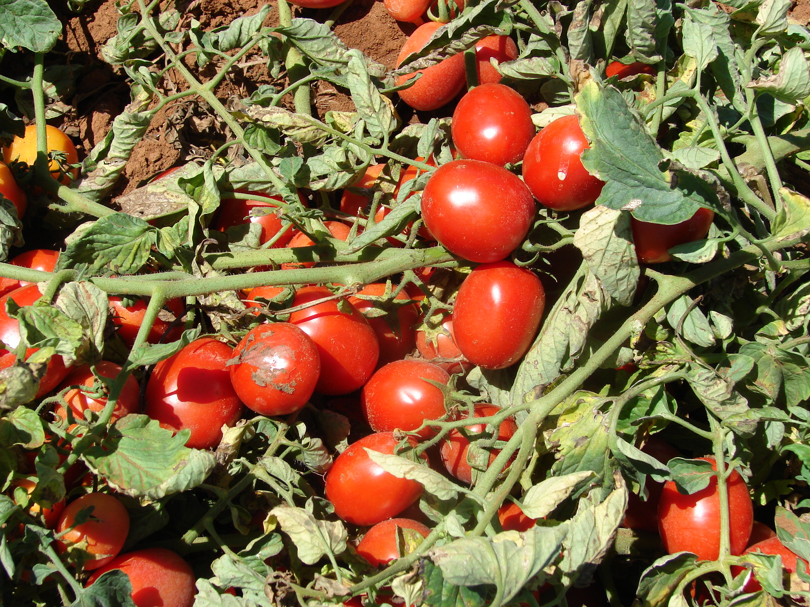 Mapa define zoneamento de risco climático para tomate industrial no Brasil