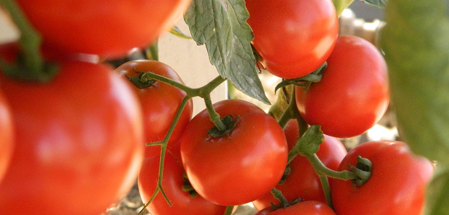 Tomate editada_André Fachini Minitti
